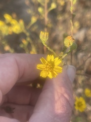 Deinandra paniculata
