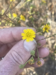 Deinandra paniculata