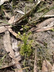 Drosera hookeri