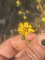 Deinandra paniculata