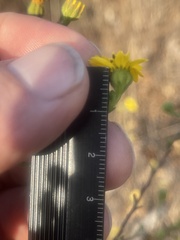 Deinandra paniculata