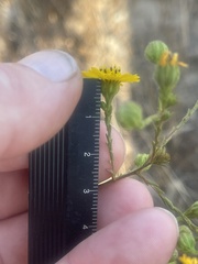 Deinandra paniculata