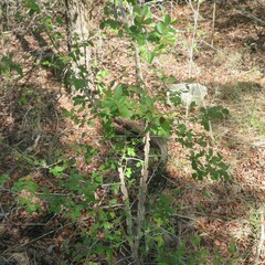 Ulmus alata