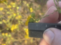 Deinandra paniculata