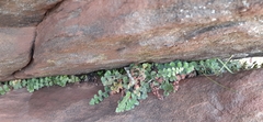 Asplenium subglandulosum