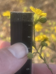 Deinandra paniculata