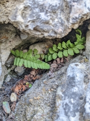 Polystichum kruckebergii
