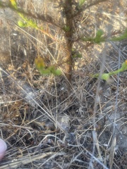 Deinandra paniculata