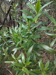 Myoporum petiolatum