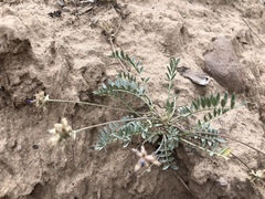 Astragalus gilensis