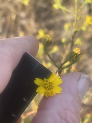 Deinandra paniculata