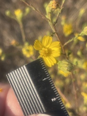 Deinandra paniculata