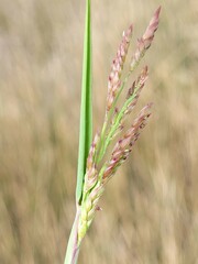 Eriochloa procera