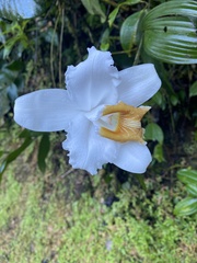 Sobralia