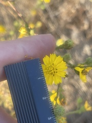 Deinandra paniculata