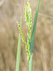 Eriochloa procera