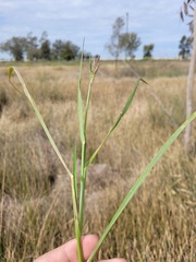 Eriochloa procera