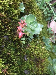 Echeveria