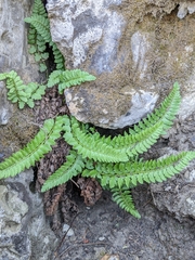 Polystichum kruckebergii
