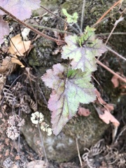 Heuchera micrantha