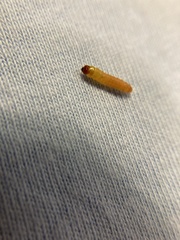 Plodia interpunctella