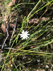 Actinotus minor
