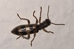 Cymatodera undulata