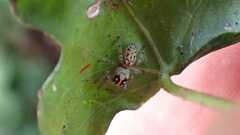 Macaroeris nidicolens