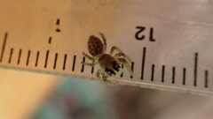 Macaroeris nidicolens