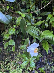 Sobralia