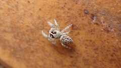 Macaroeris nidicolens