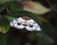 Abraxas amicula-illuminata