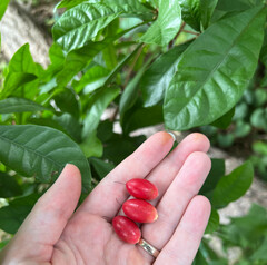 Synsepalum dulcificum