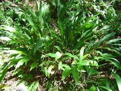 Alpinia intermedia