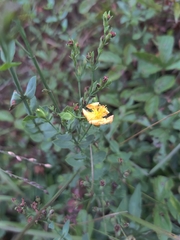 Hypericum denticulatum
