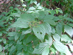 Viburnum luzonicum