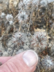 Trifolium hirtum