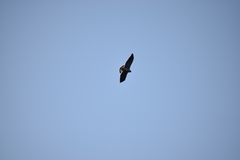 Geranoaetus polyosoma