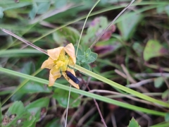 Hypericum denticulatum