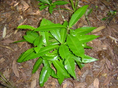 Ardisia cornudentata morrisonensis