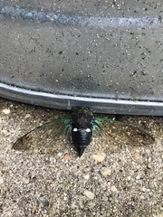 Neotibicen tibicen australis