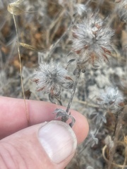Trifolium hirtum