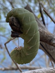 Pachysphinx occidentalis