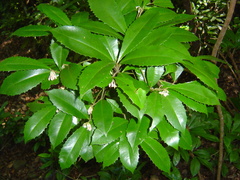 Ardisia cornudentata morrisonensis