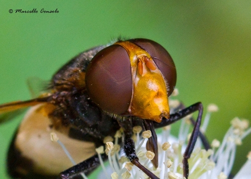 Kamaniškoji žiedmusė nuotrauka