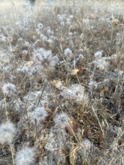 Trifolium hirtum