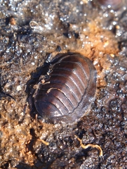 Chiton glaucus