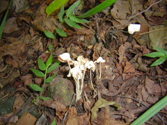 Termitomyces microcarpus