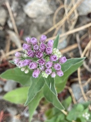 Pluchea odorata odorata