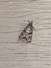 Eudonia heterosalis